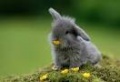 Bunny.jpeg